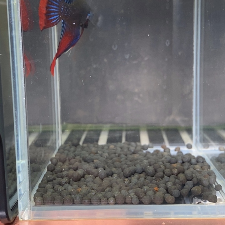 斗鱼泰国斗鱼542号