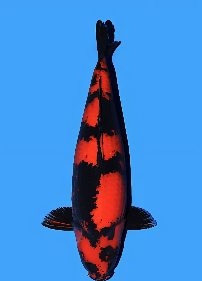 一物一拍 红白大正秋翠 具体以直播间展示为准