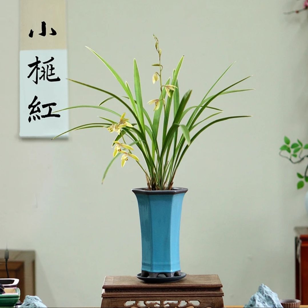 带花苞兰花小桃红建兰四季兰室内开花绿植花卉盆栽好养易活浓香型