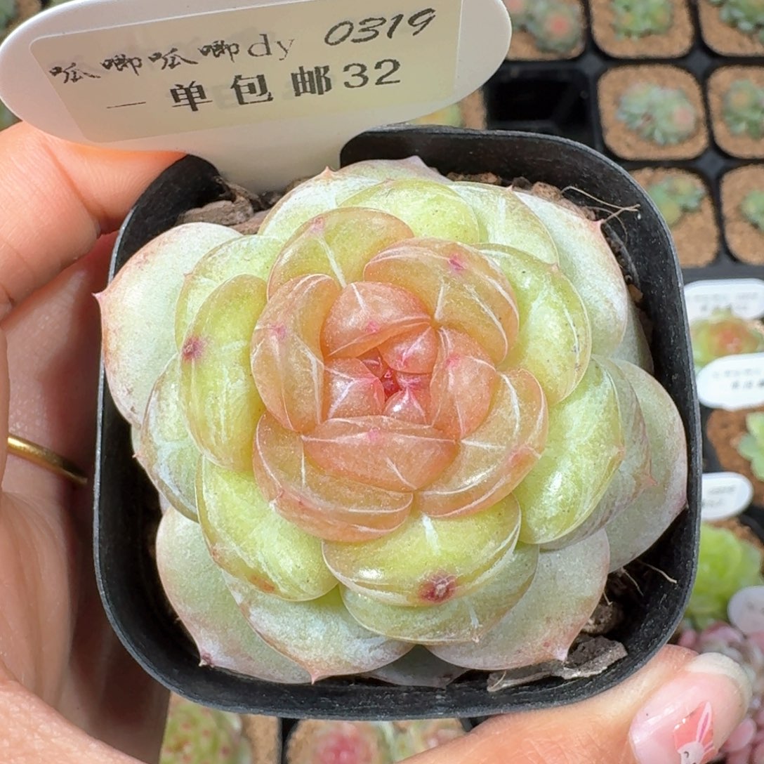 丶**勺0319-032-小红花单头