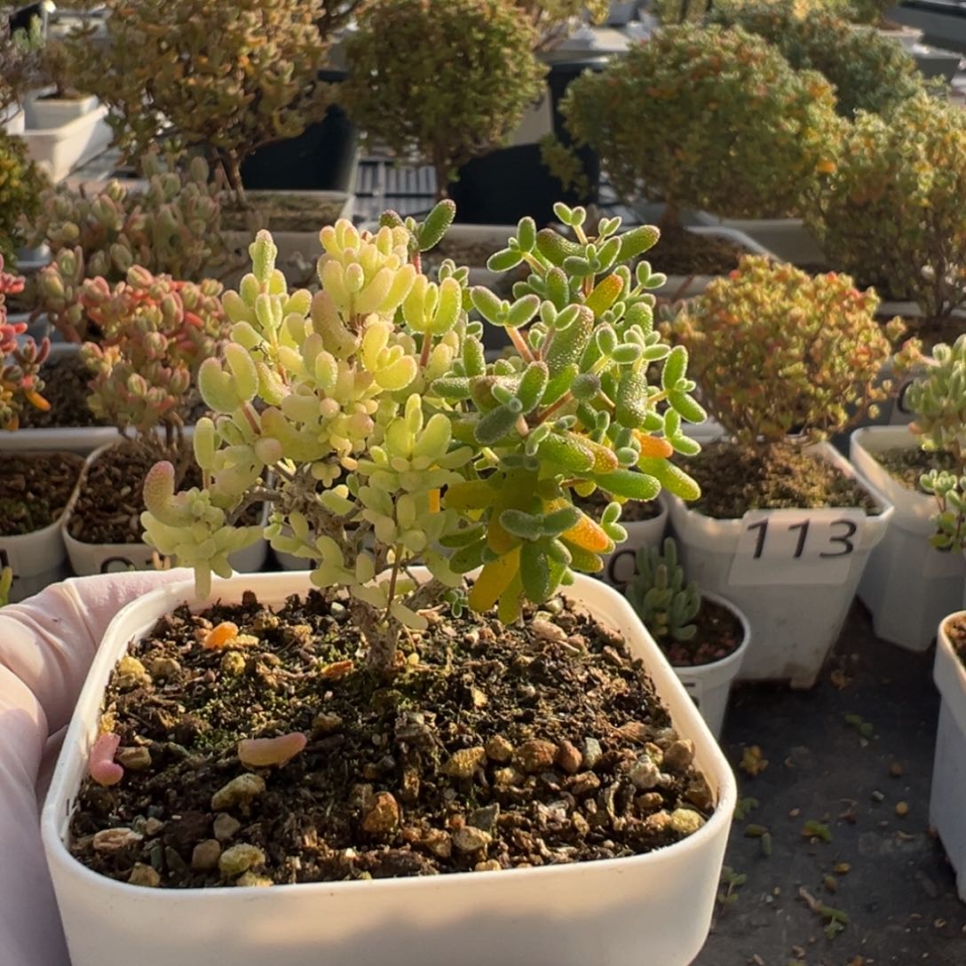 035米粒阴阳锦枝干