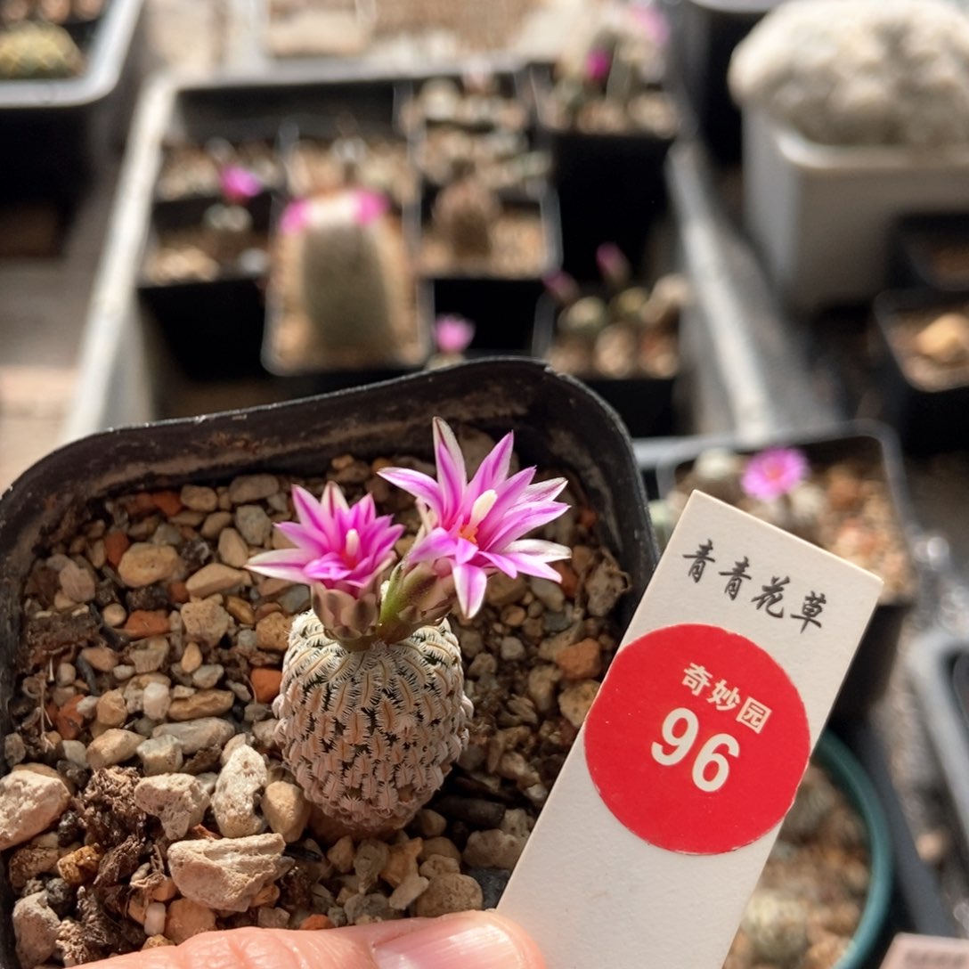 精巧殿一棵仙人球568855