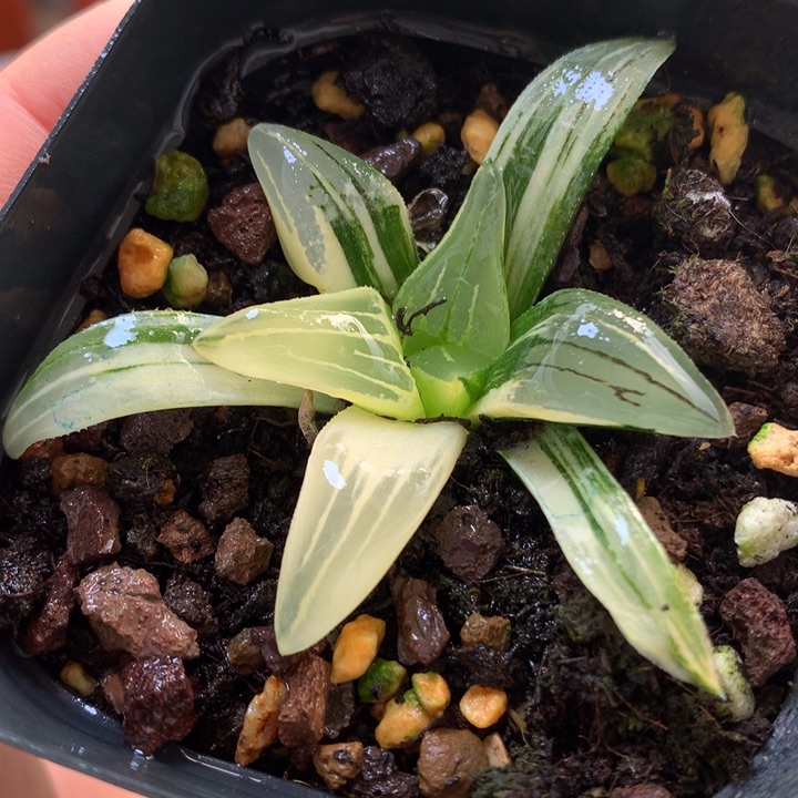 红纹寿锦带盆土发货