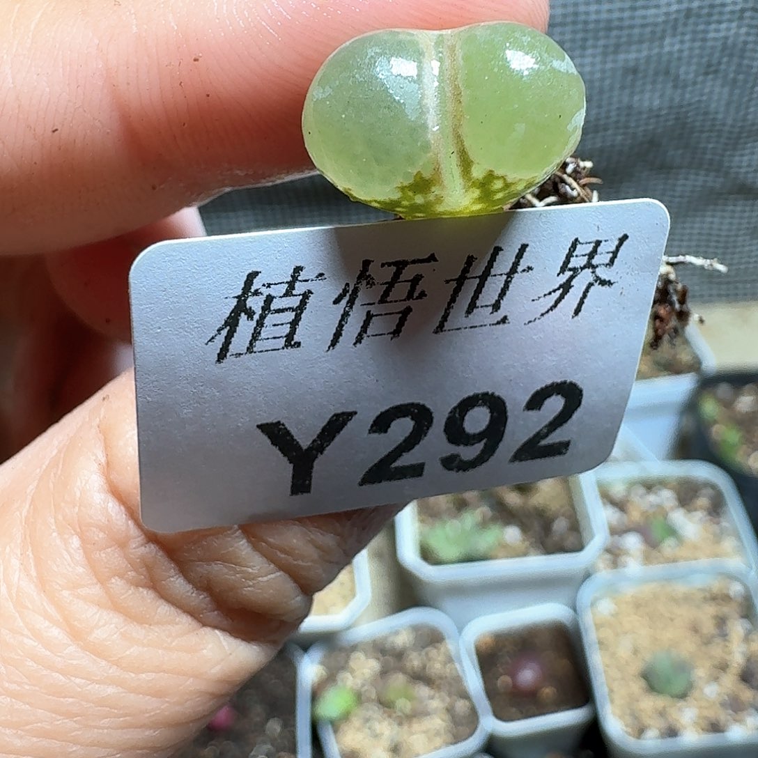 292号多肉植物哇c c