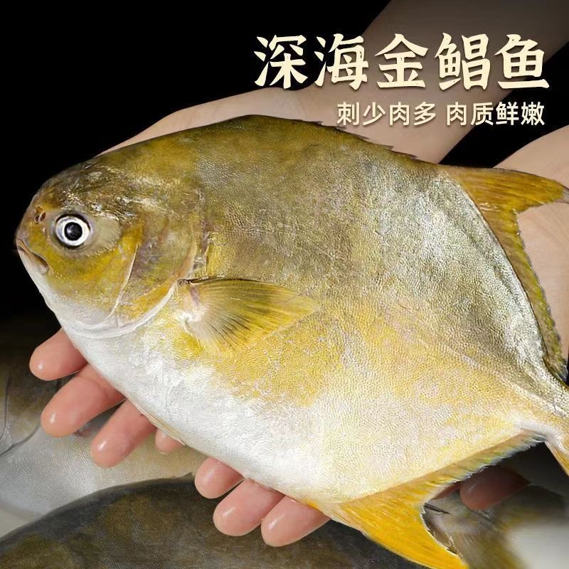 大号深海金鲳鱼平鱼新鲜海捕速冻发货400g-450g/条*4条 包邮
