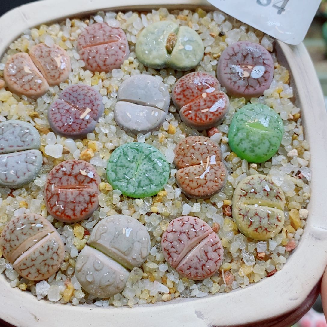 生石花花花花花花花134