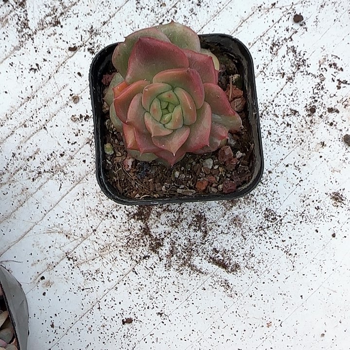 青蛙王子儿童牙膏，111