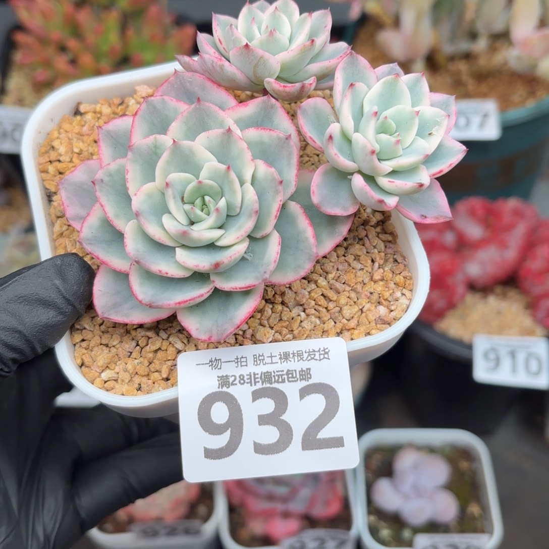 奶油黄桃锦无盆土发货