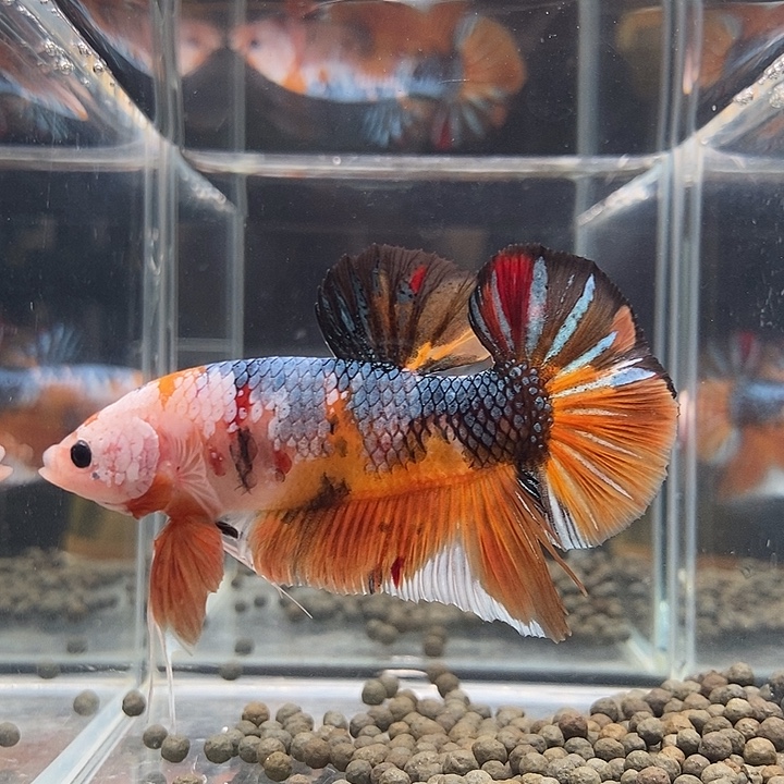 斗鱼黑345号巨否将军