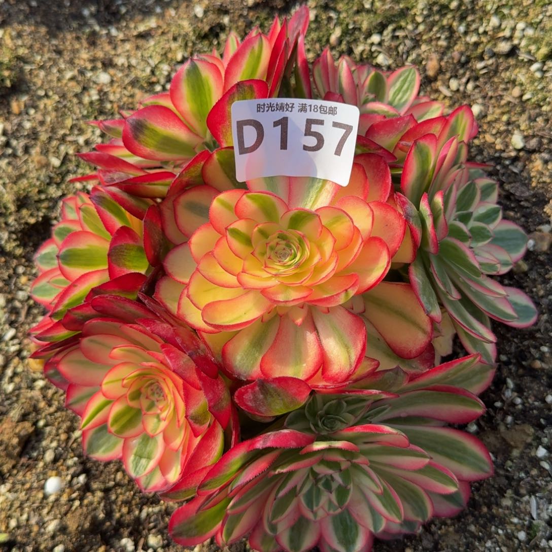 157荔枝。多肉植物