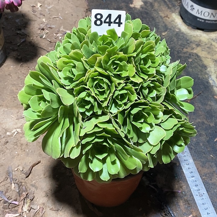 法师植物一物一拍844