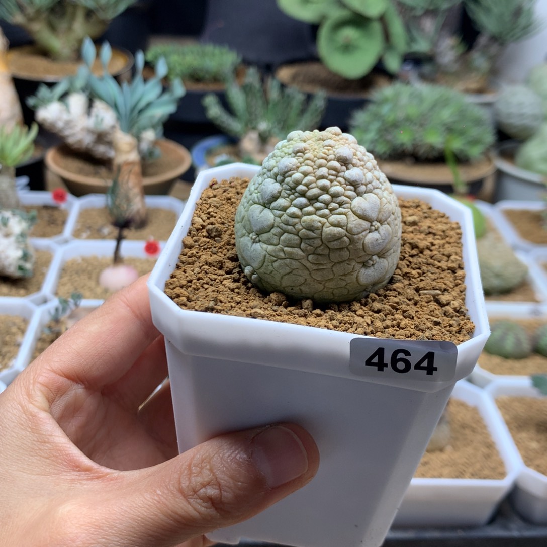 凝蹄玉母本带盆多肉