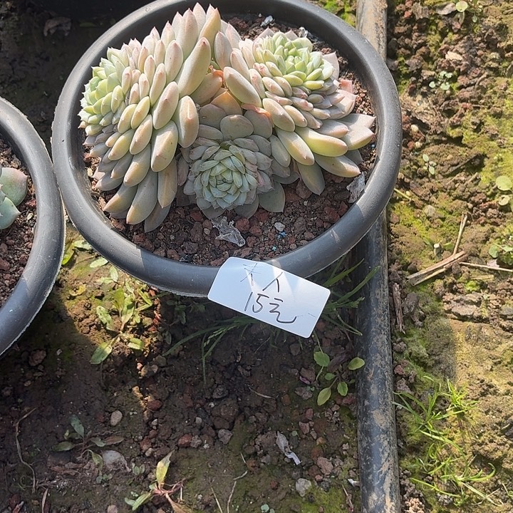 ****࿐多肉植物一物一拍夫人