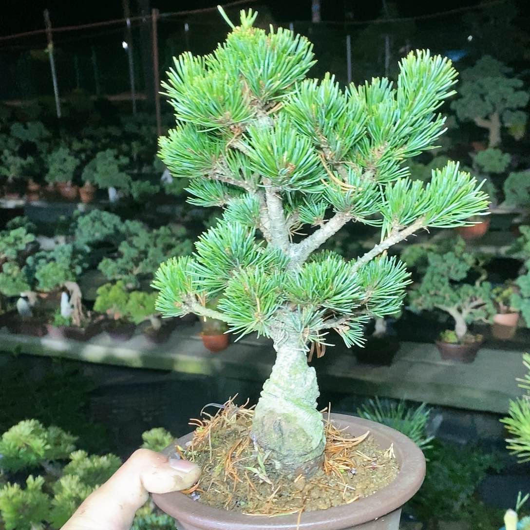 【闪购商品】无花朵