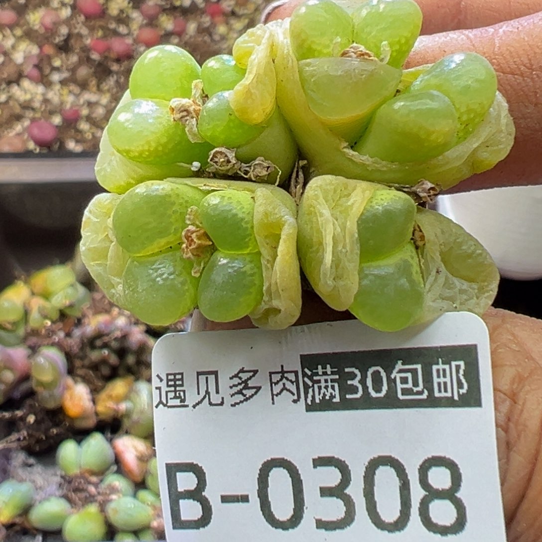 多肉植物11111111111111111