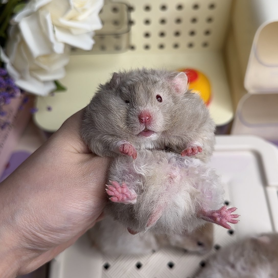 43卷毛鸽灰妹妹4.19生日