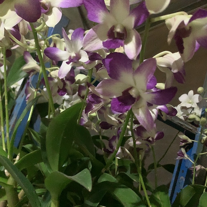 完全开放阿里郎，大小3苗