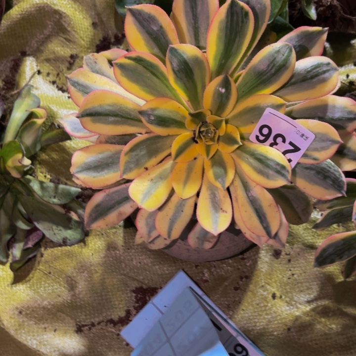 236灿烂多肉植物不售后