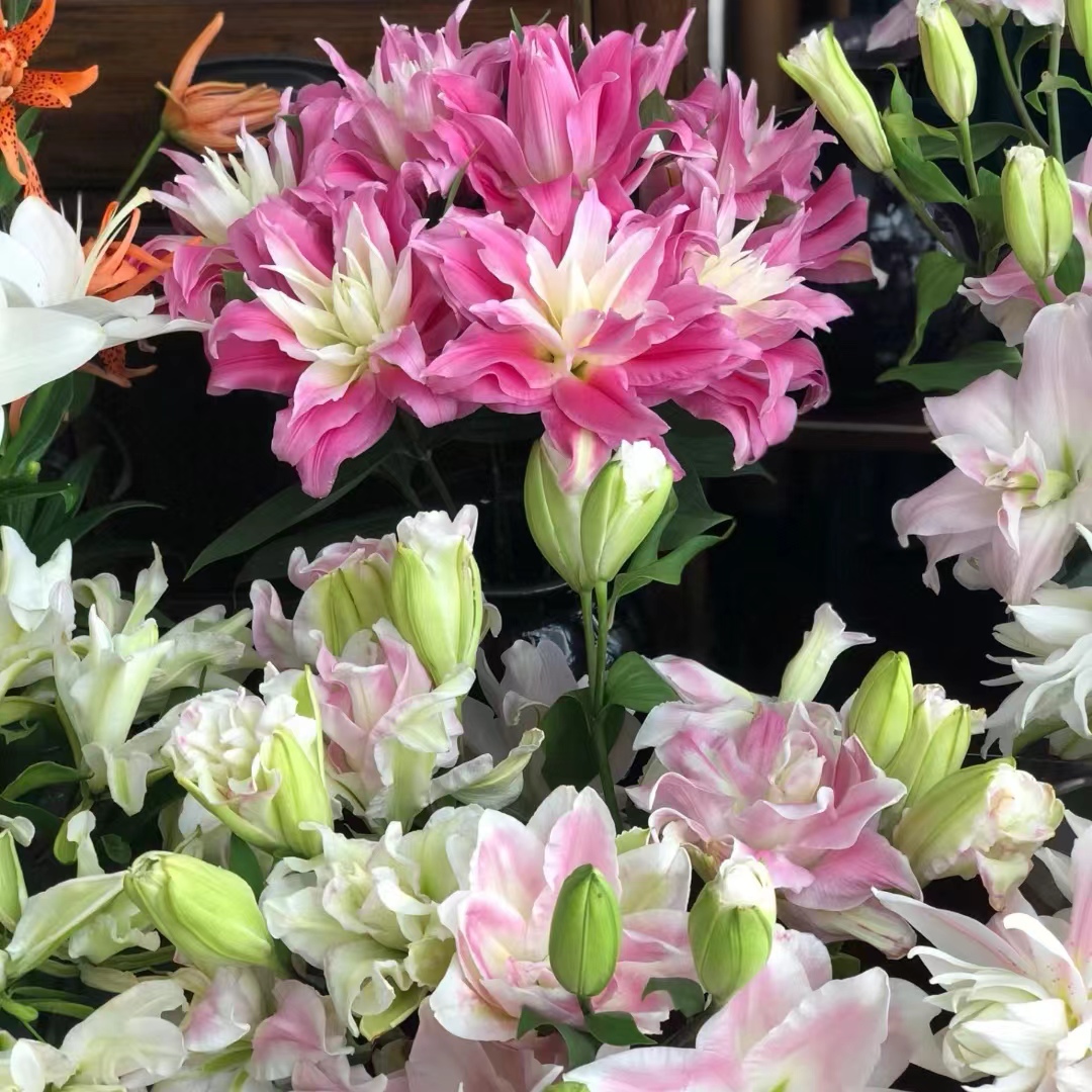 【大聪明卖花】奶茶妹妹重瓣百合 任意两单花材升级顺丰冷链或德邦