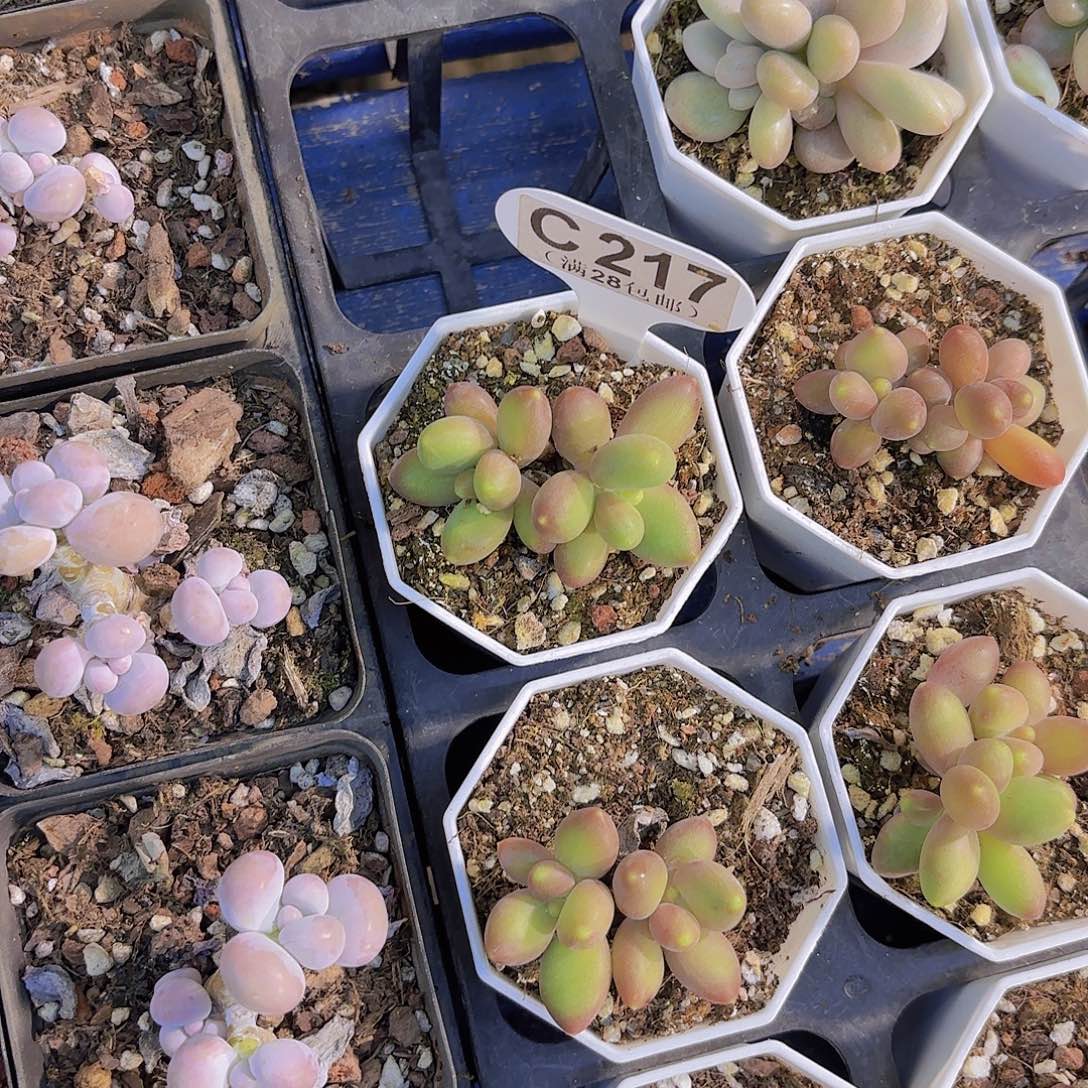 C217芒果奶一物一拍