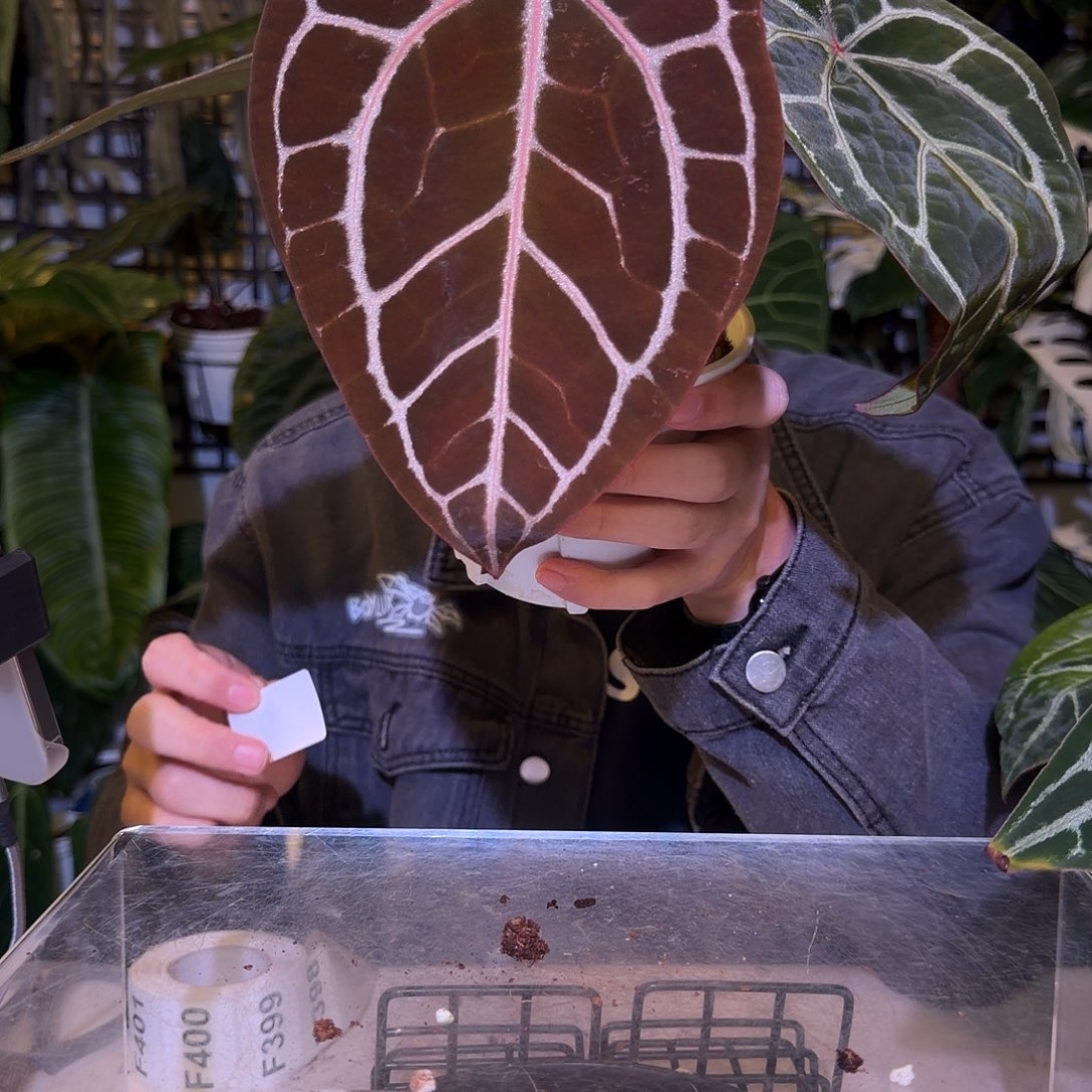 完全开放F397   红水晶F3