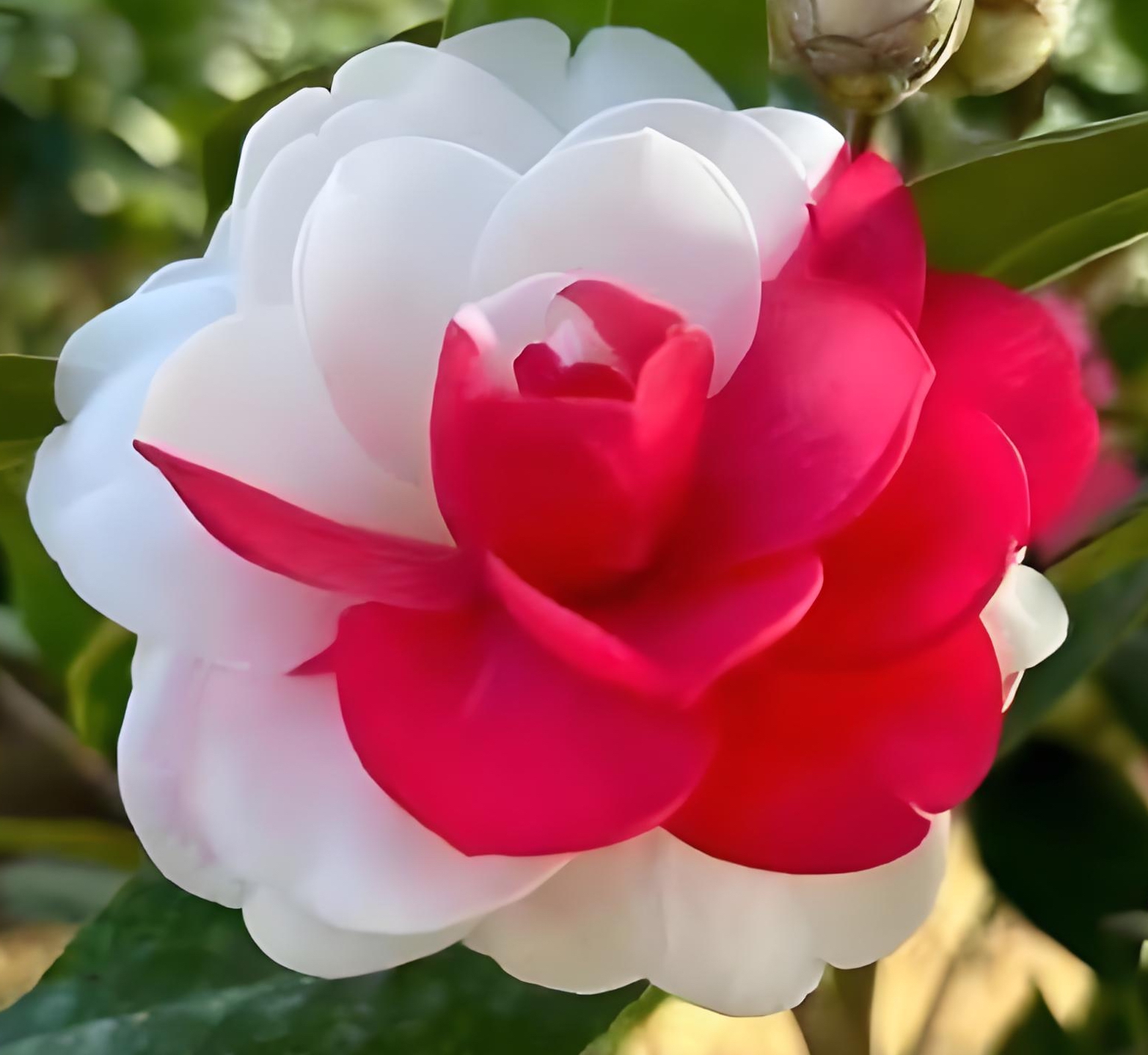 白五、白幻、白喷、托五、中大小规格一物一拍