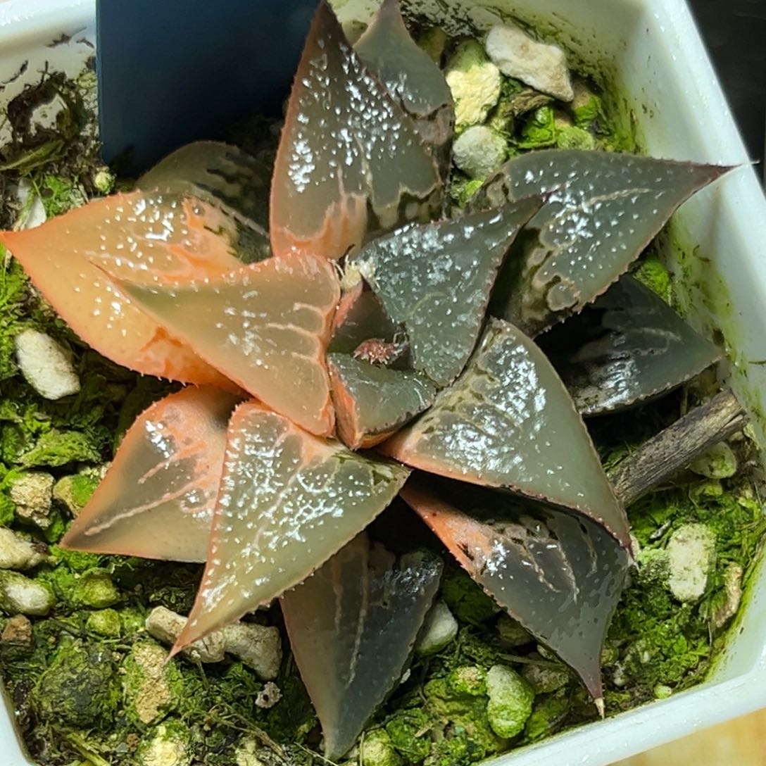 恭喜发财大吉大利853