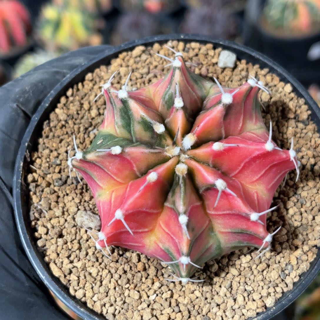 人**海实生内骨锦福利哈哈哈