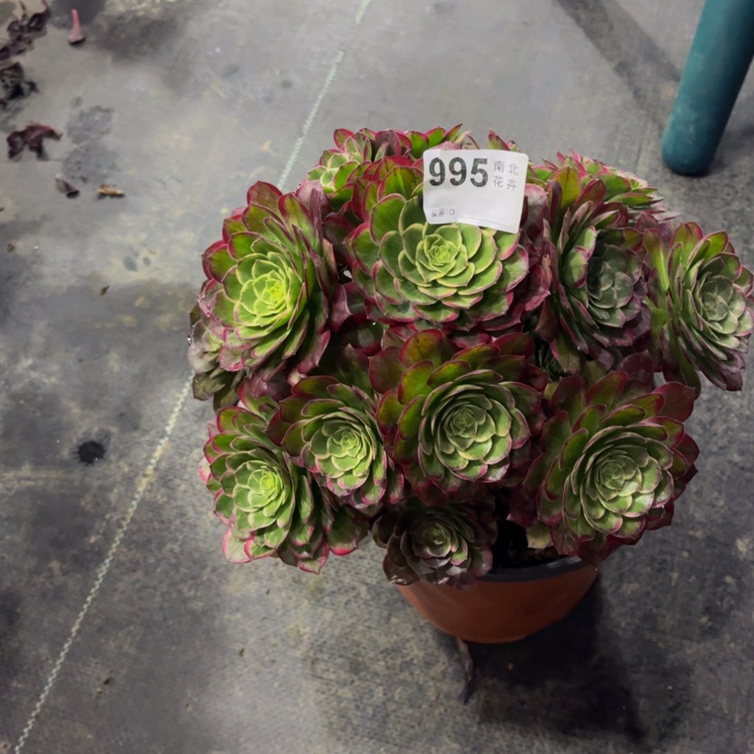 多肉万花筒0000995