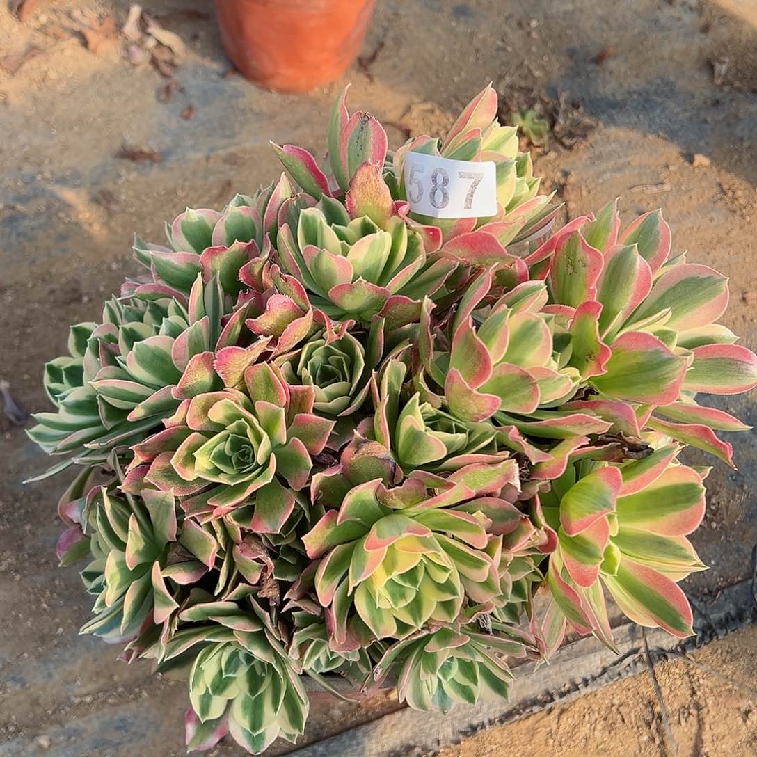 紫砂茶宠白凤老桩一颗587号