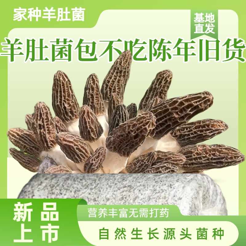（净重发货）【吃头茬羊肚菌】新鲜高产羊肚蘑菌种菌包室内家庭种植菌