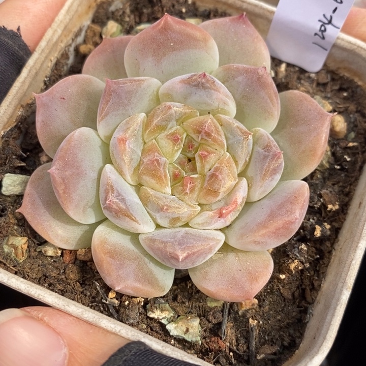 1204-613'冰魄多肉