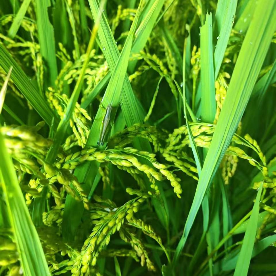 家居居家装饰品摆件