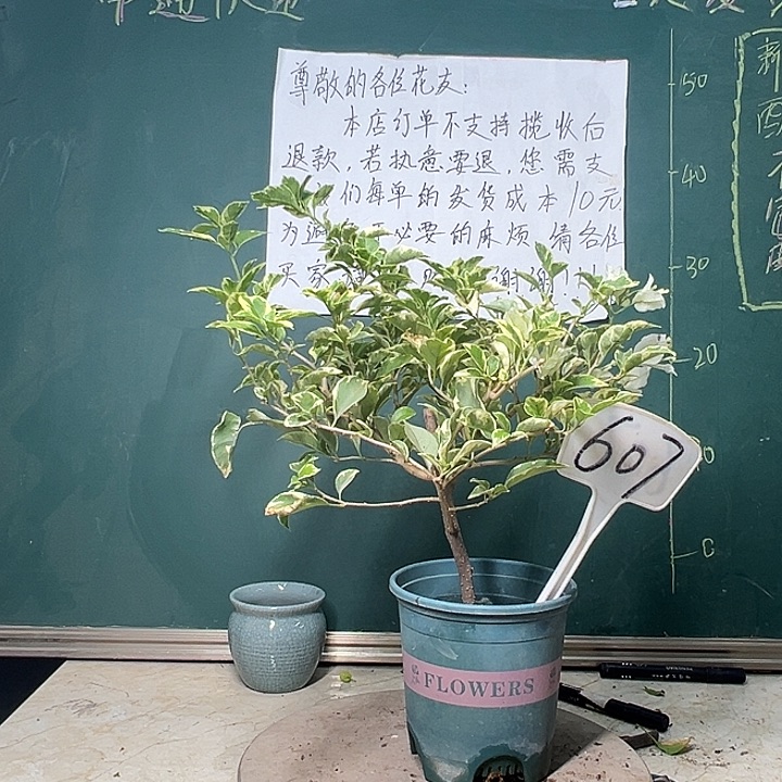 完全开放银边白607