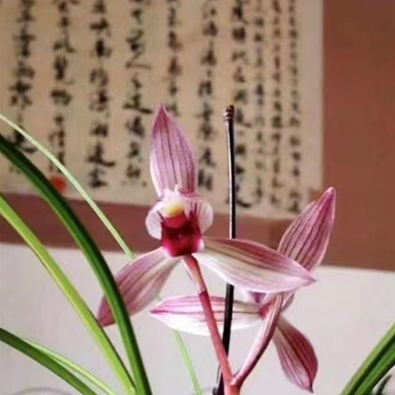 赵鹏推荐--莲瓣兰三江彩墨
