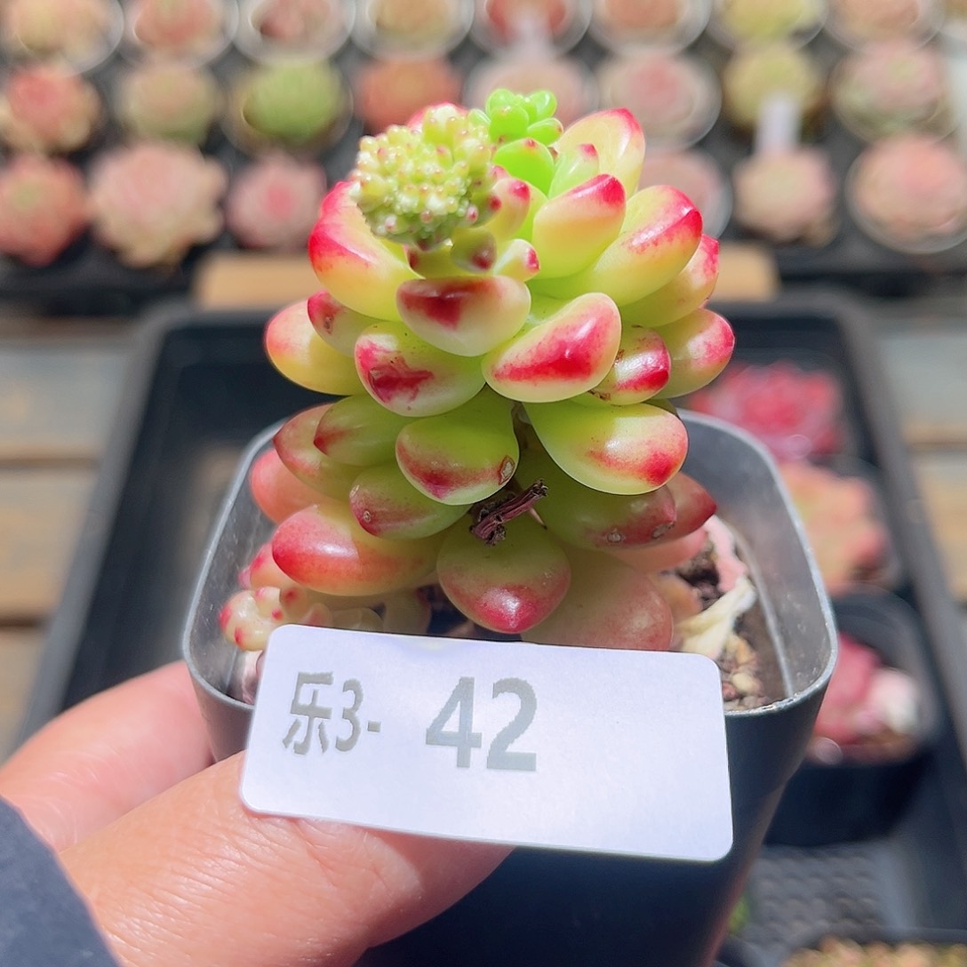 乐3-42 香格里拉