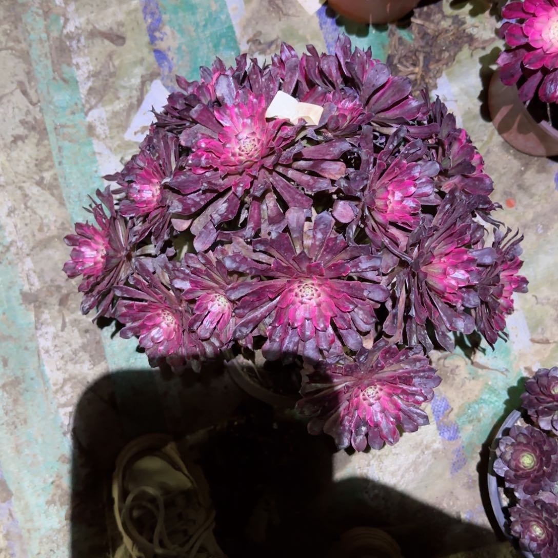 雪姬法师多肉369