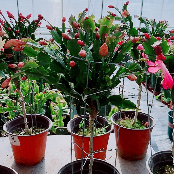 有***朋完全开放叶下嫁接一物一拍