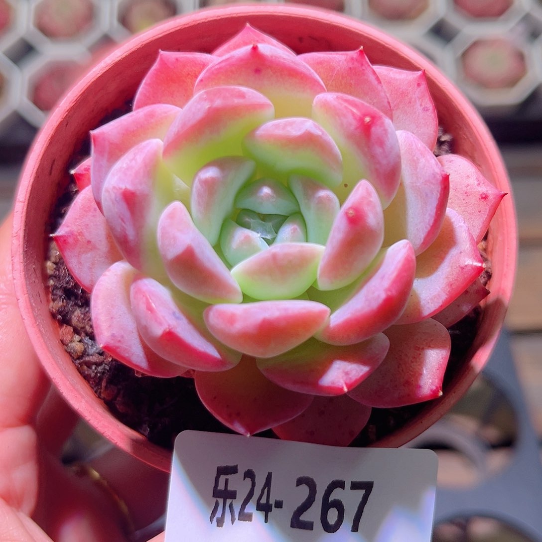 乐然24-267 新品单头 