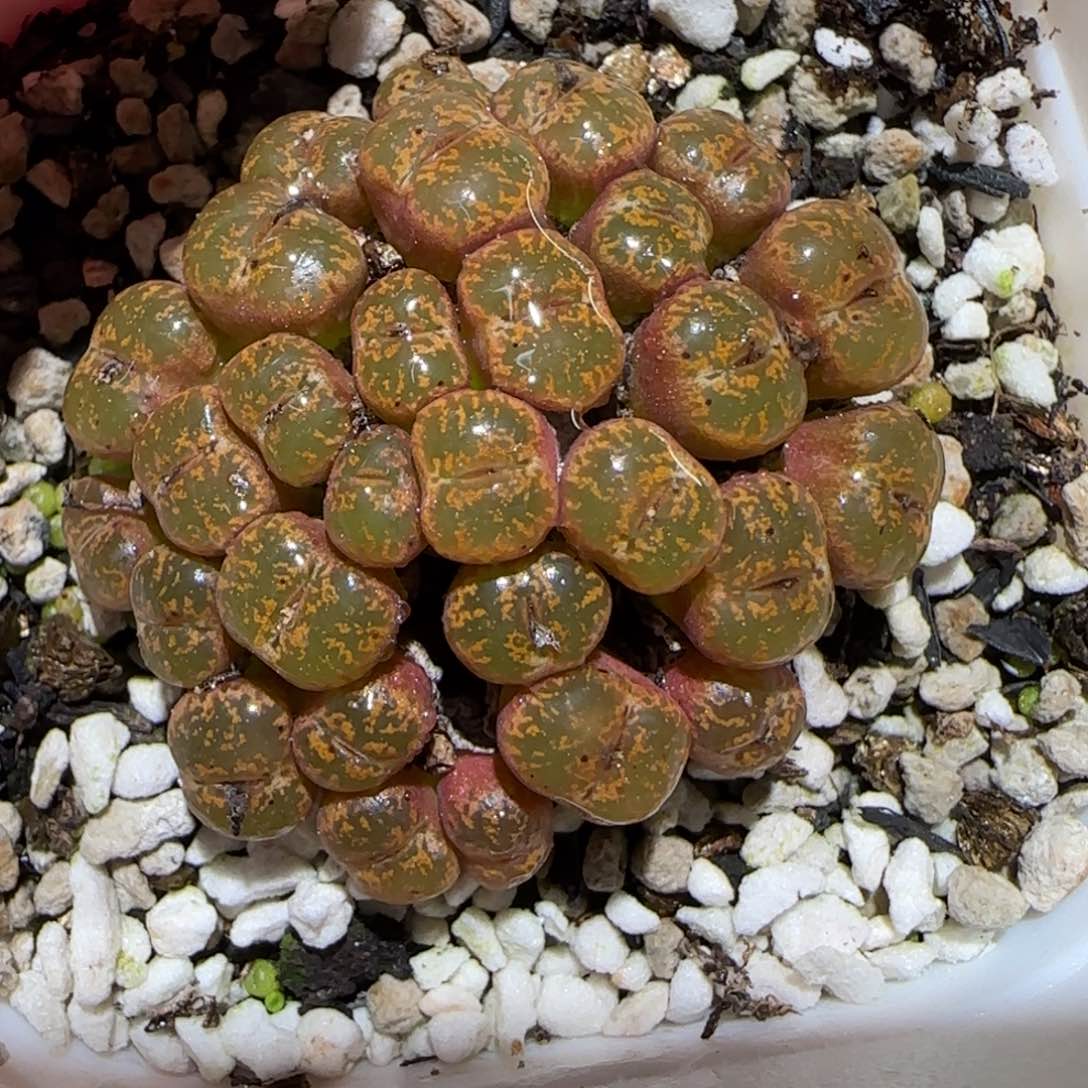 肉锥多肉植物百科-勋章79