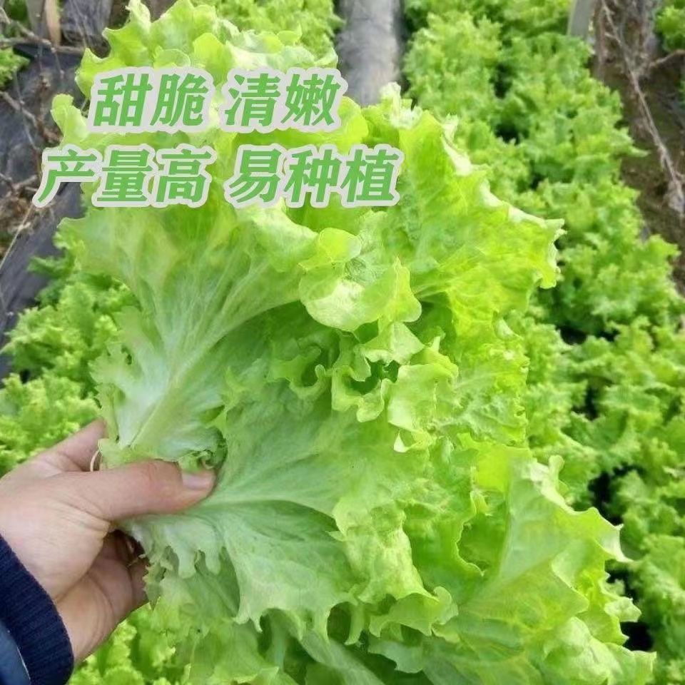 【全店满5元包邮】四季速生甜脆生菜种子脆嫩生吃生菜种籽阳台