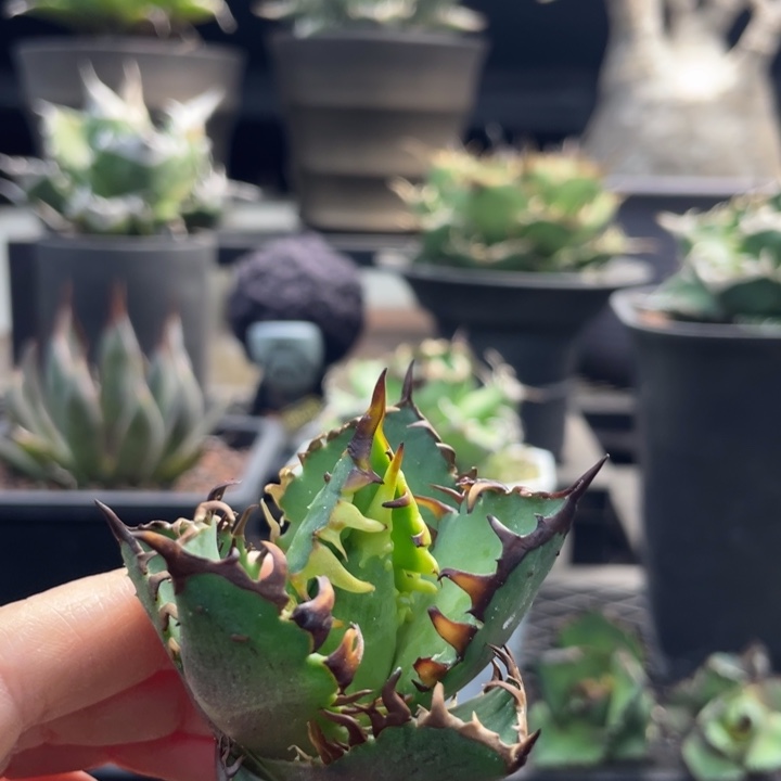 【闪购商品】红猫 顶芽