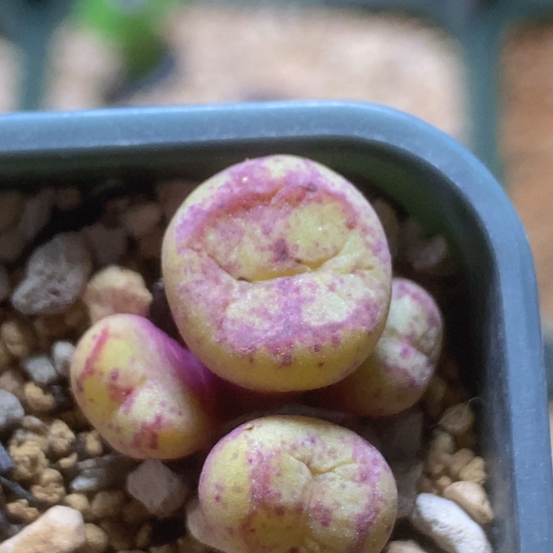 好看好看好看的猴子