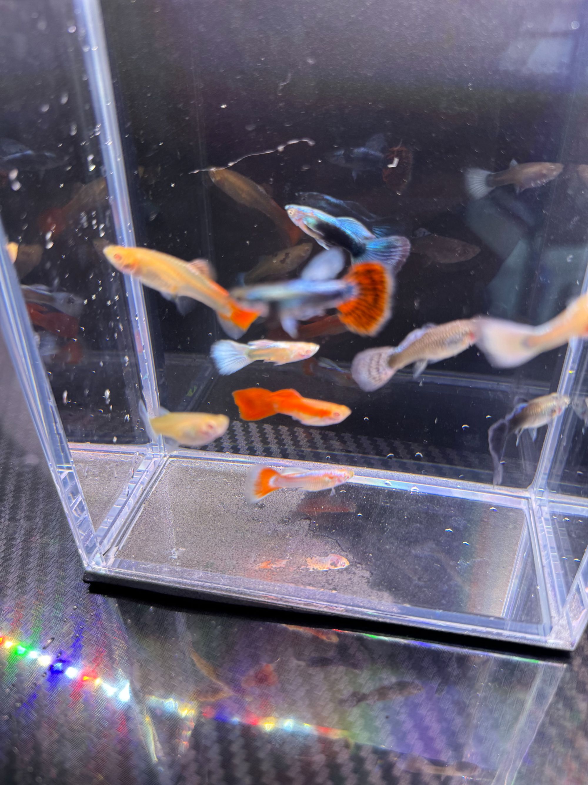 【全家福】孔雀鱼7个品种到手14条 新手必备 录开箱视频 入缸后不包