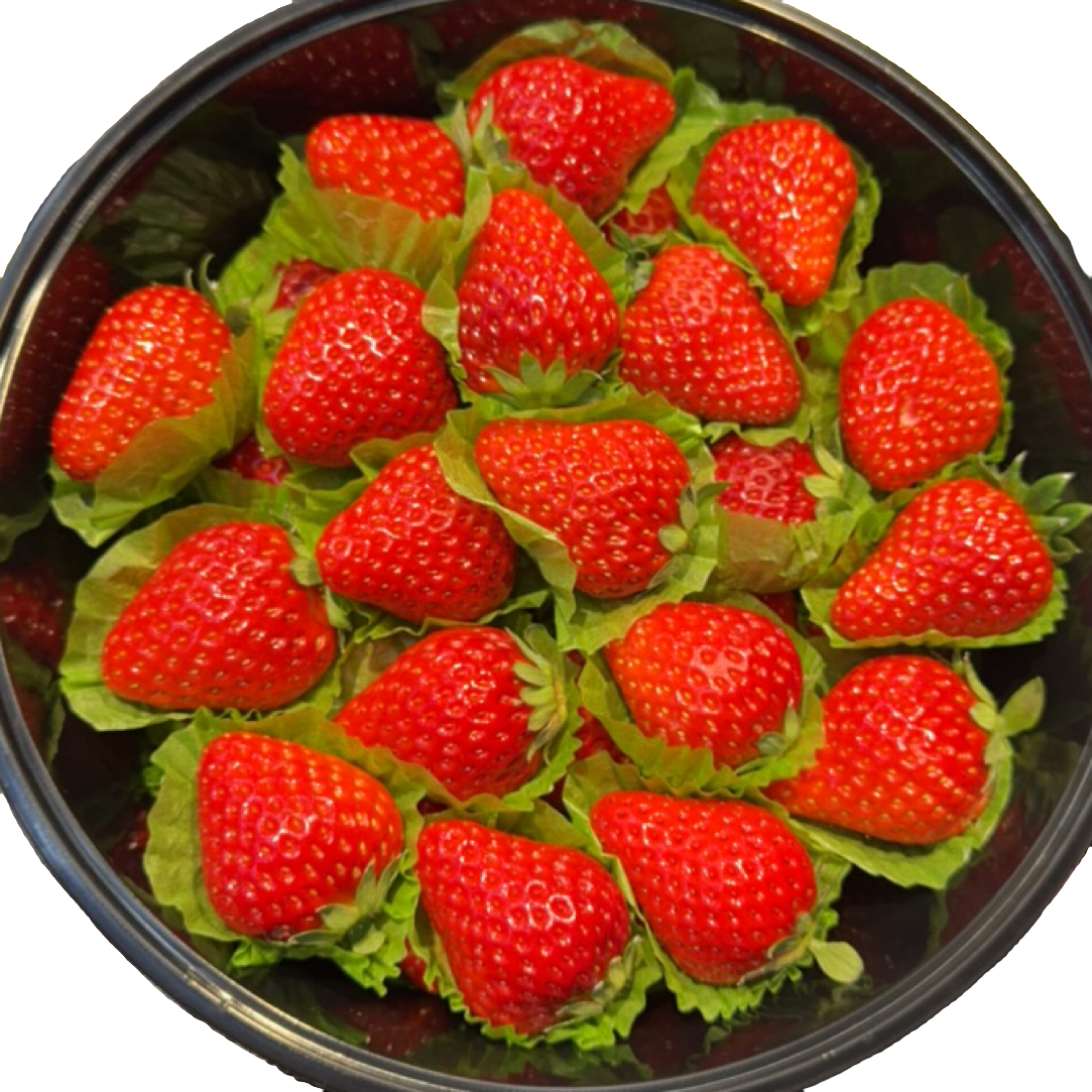 丹东九九草莓一盆（1.8斤左右）辽宁省
