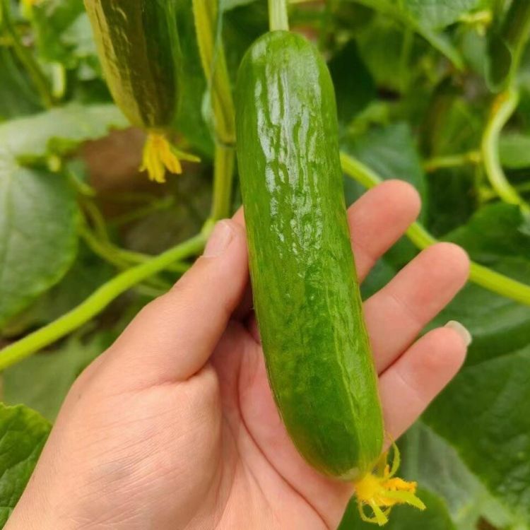 山东寿光无刺黄瓜水果小黄瓜产地直发拇指黄瓜新鲜水果