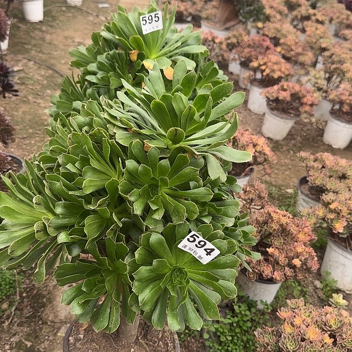 594595。               