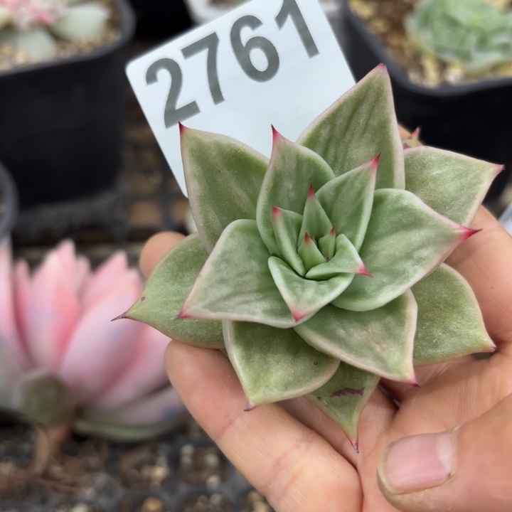 多肉植物头盖锦无根满18包邮