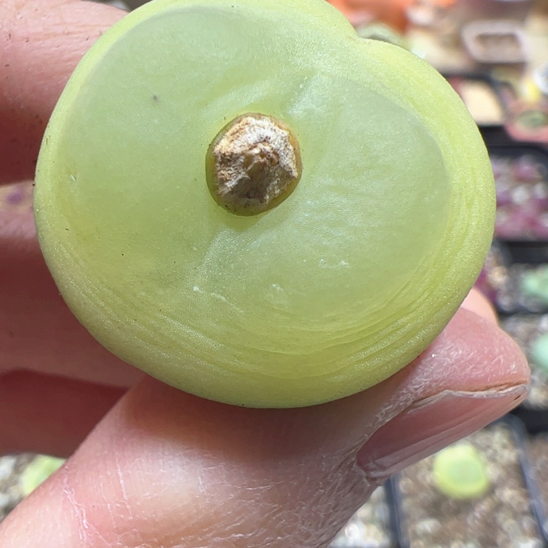 【闪购商品】91 拉登
