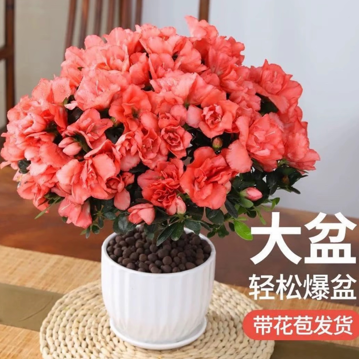 粉色巴黎粉比利时带花苞杜鹃花盆栽四季开花室内外好养易活花卉